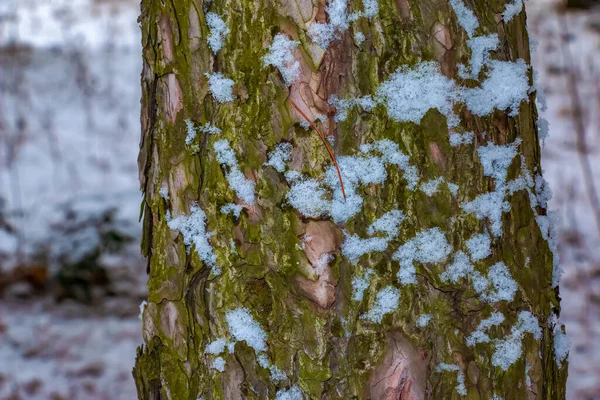 Black Pine Bark Close Texture Trunk Pinus Nigra Background Living — Stock Photo, Image
