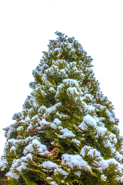 Fresh Snow Branches Thuja Occidentalis Smaragd Frozen Needles Evergreen Coniferous — Stock Photo, Image