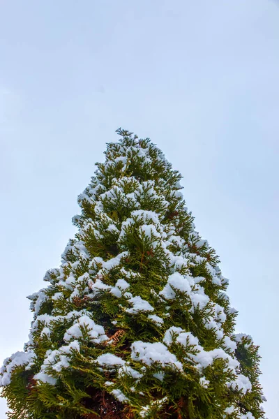 刺槐枝上的雪是新的 常绿针叶树的冰冻针叶 — 图库照片
