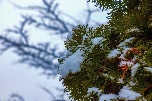 Świeży Śnieg Gałęziach Thuja Occidentalis Smaragd Zamrożone Igły Wiecznie Zielonego — Zdjęcie stockowe