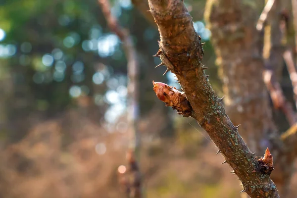アラリア エルタ Aralia Mandshurica として知られる アラリアの芽を開く — ストック写真