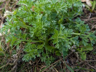 Baharın başında şehir parkında taze pelin otu Absinthium L bitkisinin yakın çekimi. Seçici odak.