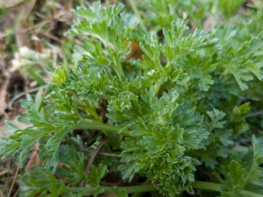Baharın başında şehir parkında taze pelin otu Absinthium L bitkisinin yakın çekimi. Seçici odak.