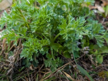 Baharın başında şehir parkında taze pelin otu Absinthium L bitkisinin yakın çekimi. Seçici odak.