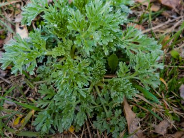 Baharın başında şehir parkında taze pelin otu Absinthium L bitkisinin yakın çekimi. Seçici odak.