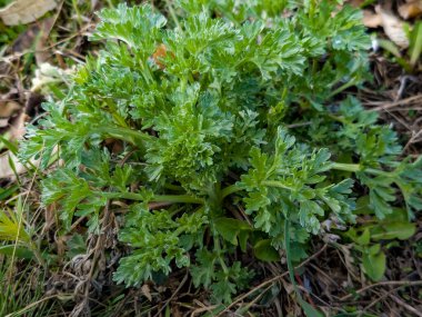 Baharın başında şehir parkında taze pelin otu Absinthium L bitkisinin yakın çekimi. Seçici odak.
