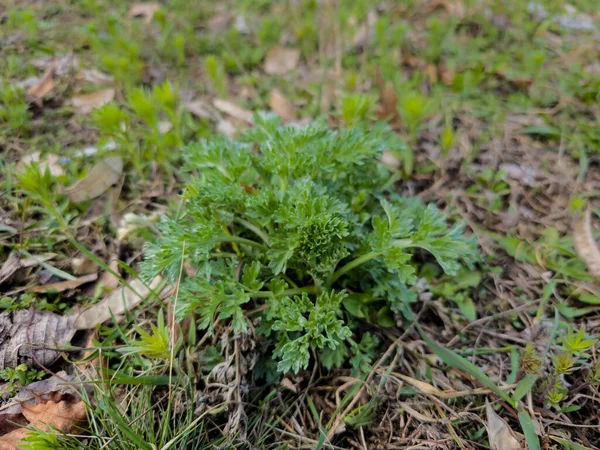 Közelkép Friss Üröm Artemisia Abszintium Gyógynövény Városi Parkban Kora Tavasszal — Stock Fotó