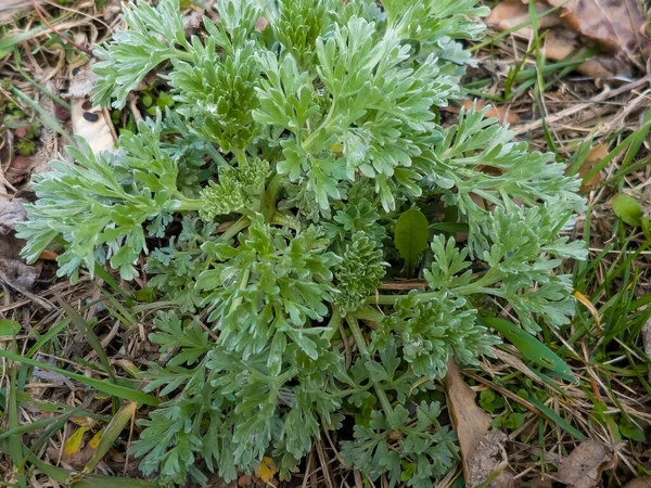 stock image Close-up of fresh wormwood Artemisia absinthium L herb in the city park in early spring. Selective focus.