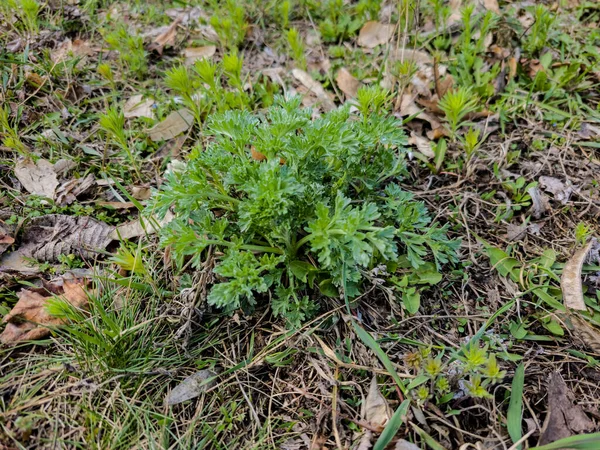 Close Fresh Wormwood Artemisia Absinthium Herb City Park Early Spring — Stock Photo, Image