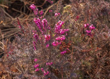 Pembe Erica carnea çiçekleri ya da kış baharın başında bahçeyi ısıtır. Çiçek geçmişi, botanik kavramı