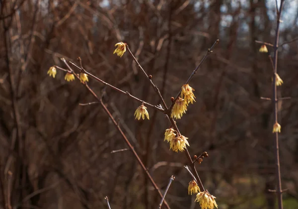 キモナントゥス サリシフォリウスは早春に開花する キモナントスの香り 香りの冬の甘い 冬の甘いまたは日本のオールスパイスとして知られています — ストック写真