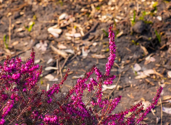 Rosafarbene Erica Carnea Blüht Oder Wintert Garten Zeitigen Frühling Floraler — Stockfoto