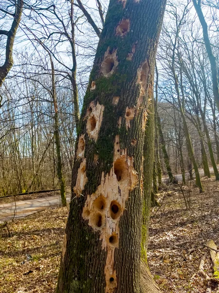 Holes in wood. Woodpeckers destroy trees in Berdsk. Birds gouge mostly diseased trees, getting food. The surface of a tree destroyed by woodpeckers. Evidence of damage on an old hollow tree.