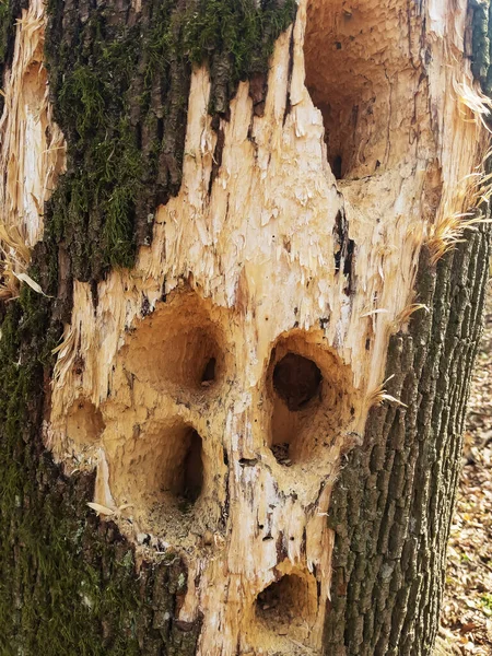Holes in wood. Woodpeckers destroy trees in Berdsk. Birds gouge mostly diseased trees, getting food. The surface of a tree destroyed by woodpeckers. Evidence of damage on an old hollow tree.