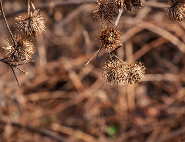 Στεγνό Ακανθώδες Εργοστάσιο Στην Φύση Από Κοντά Φυτό Prickly Herb — Φωτογραφία Αρχείου