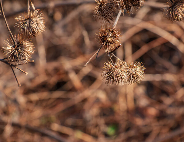 Dry thorny burdock plant in nature close-up. The prickly Herb Burdock plant or Arctium plant from the Asteraceae family. Dried seed heads. Ripe burrs with sharp catchy hooks.