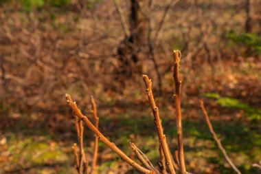 Baharın başlarında, bahçesinde staghorn sumac tomurcukları olan dallar..