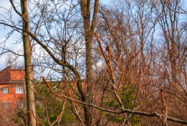 Baharın başlarında, bahçesinde staghorn sumac tomurcukları olan dallar..