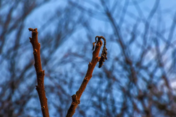 早春时节 园中的分枝 枝条上有花冠苏玛瑙 — 图库照片
