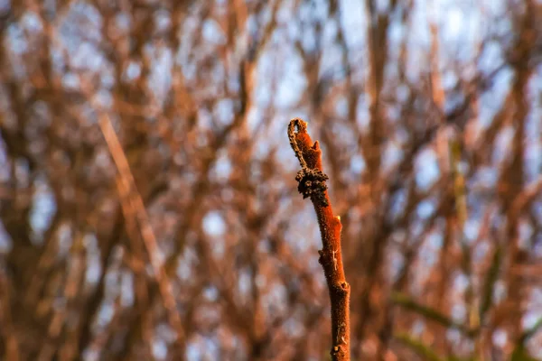 庭の早春に茎のスナックの芽を持つ枝 — ストック写真