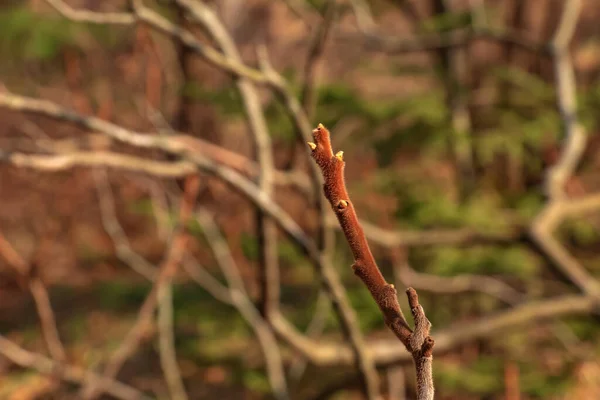 Baharın Başlarında Bahçesinde Staghorn Sumac Tomurcukları Olan Dallar — Stok fotoğraf