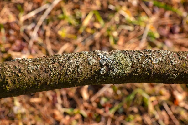 庭の早春にスターホルンスマックのトランク スアック低木の樹皮の質感 — ストック写真