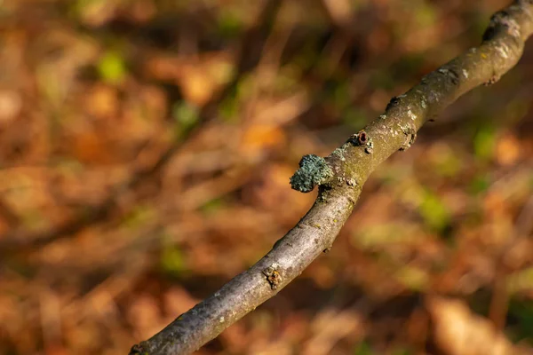 庭の早春にスターホルンスマックのトランク スアック低木の樹皮の質感 — ストック写真