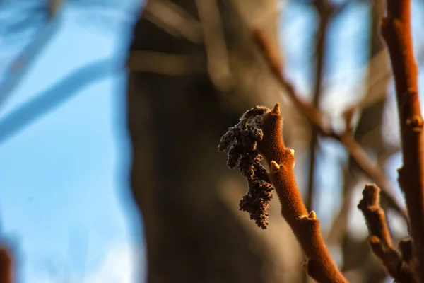 Baharın Başlarında Bahçesinde Staghorn Sumac Tomurcukları Olan Dallar — Stok fotoğraf