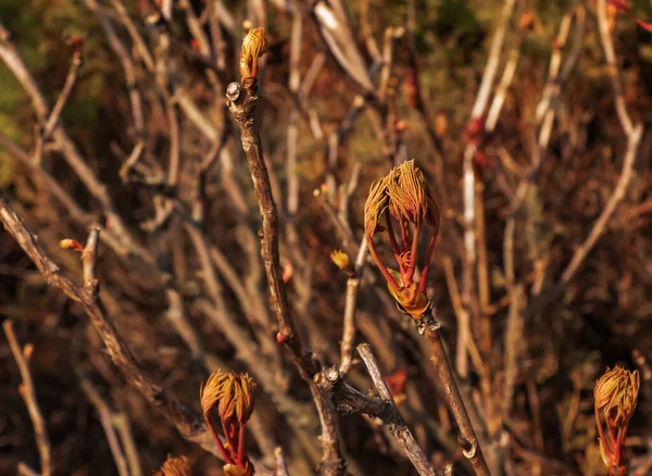 Buds Branches Peony Tree Close Paeonia Suffruticosa Spring Garden — Stock Photo, Image