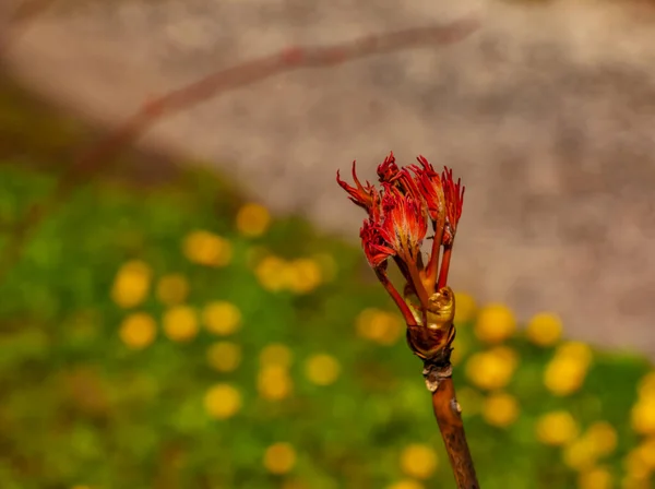 Brotes Las Ramas Árbol Peonía Cerca Paeonia Suffruticosa Primavera Jardín — Foto de Stock