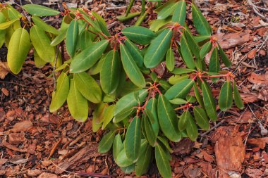 İlkbaharda bahçedeki toprakta küçük bir rhododendron tohumu. Fabrikanın Latince adı Rododendron L 'dir..