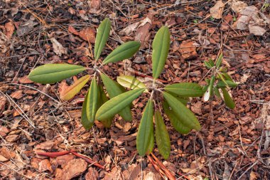 İlkbaharda bahçedeki toprakta küçük bir rhododendron tohumu. Fabrikanın Latince adı Rododendron L 'dir..