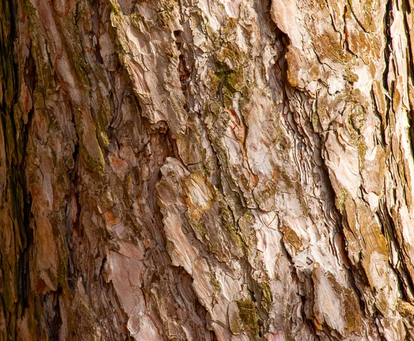 Pinus Ladra Close Textura Tronco Pinus Sylvestris Fundo Madeira Viva — Fotografia de Stock