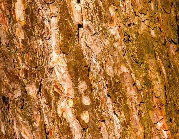 皮努斯树皮特写 杉木树干的纹理来自于活木的背景 森林自然皮肤 — 图库照片