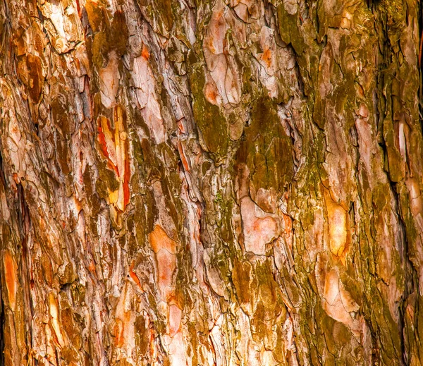 皮努斯树皮特写 杉木树干的纹理来自于活木的背景 森林自然皮肤 — 图库照片