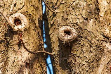 Kestane kabuğuna yakın çekim. Aesculus Hippocastanum L. 'in gövdesinin dokusu. Yaşayan bir ahşaptan. Ormanın doğasının cildine.