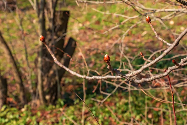 Yeni Yeşil Tomurcuklu Kestane Ağacı Dalı Latince Adı Aesculus Hippocastanum — Stok fotoğraf