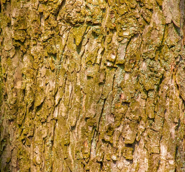 栗の樹皮のクローズアップ イソキュラス ヒポカスタヌムの幹の質感L 生きた木からの背景 森の自然の肌 — ストック写真
