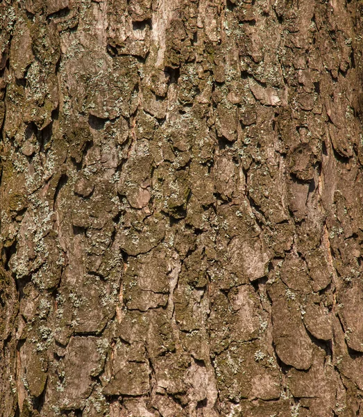 Close Chestnut Bark Texture Trunk Aesculus Hippocastanum Background Living Wood — Stock Photo, Image