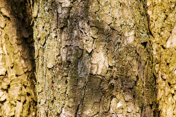 栗の樹皮のクローズアップ イソキュラス ヒポカスタヌムの幹の質感L 生きた木からの背景 森の自然の肌 — ストック写真
