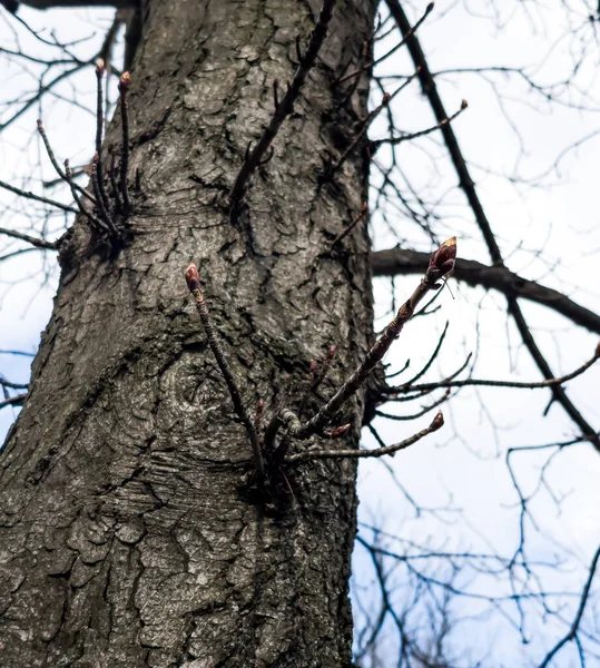 新しい緑の芽を持つ栗の木の小枝 ラテン語名Aesculus Hippocastanum — ストック写真