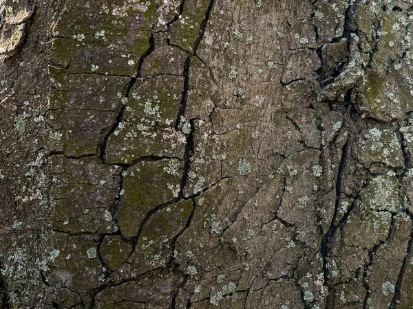 栗树树皮的特写 从活木中提取的河马树干的纹理 森林自然的表皮 — 图库照片
