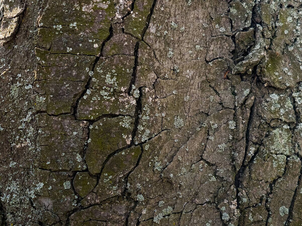 Close-up of chestnut bark. The texture of the trunk of Aesculus hippocastanum L. Background from living wood. skin of the forest nature.