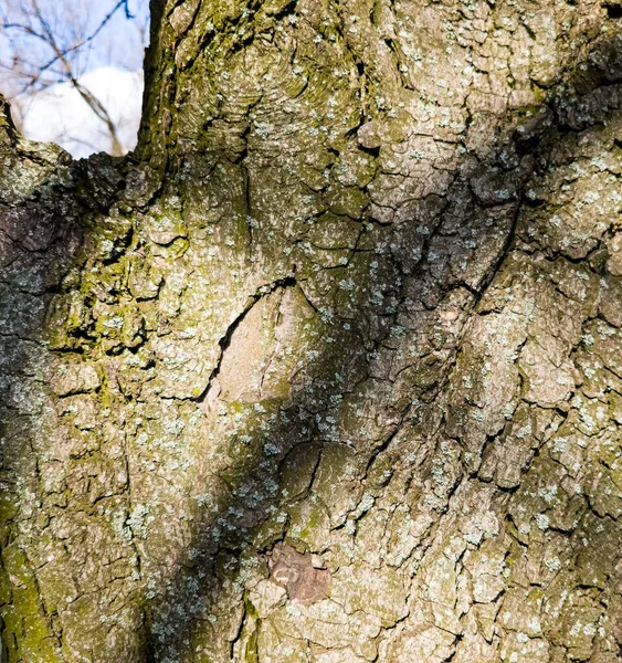 栗树树皮的特写 从活木中提取的河马树干的纹理 森林自然的表皮 — 图库照片