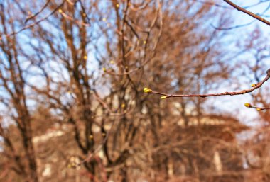 vahşi hizmet ağaç, sorbus torminalis, dal üzerinde bahar tomurcukları.