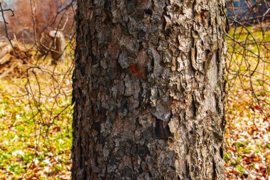 Rowan yakından havlıyor. Sorbus Torminalis L. 'in gövdesinin dokusu. Yaşayan ahşap arka plan. Ormanın doğası böyle..