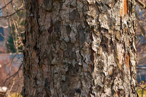 ローワン樹皮のクローズアップ ソルバス トルミナリスの幹の質感L 生きている木からの背景 森の自然の肌 — ストック写真