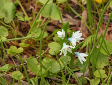 Puschkinia scilloides erken bahar soğan çiçekleri çiçek, küçük beyaz ve mavi çiçekli bitki, çizgili Lübnan sincapları denir