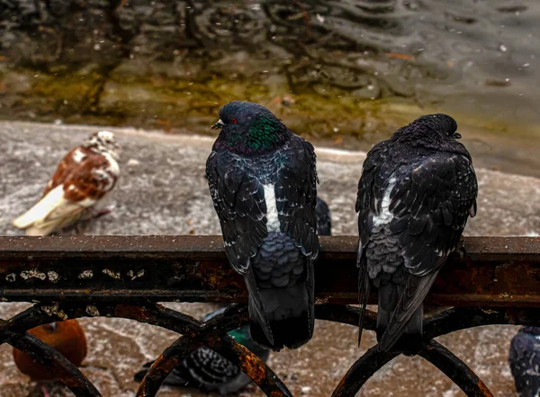 Cute Couple Pigeons Quarreled Ordinary City Pigeons Columba Livia Sit — Stock Photo, Image