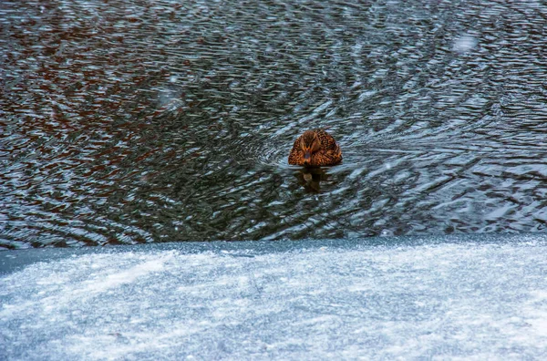 Vögel Und Tiere Wildtierkonzept Eine Stockente Schwimmt Einem See Oder — Stockfoto